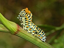 https://upload.wikimedia.org/wikipedia/commons/thumb/3/37/Papilionidae_-_Papilio_machaon-2.JPG/220px-Papilionidae_-_Papilio_machaon-2.JPG