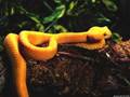 orange-snake