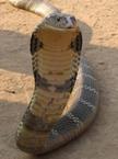 Indian Cobra Reptiles