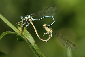 Image result for dragonfly mate