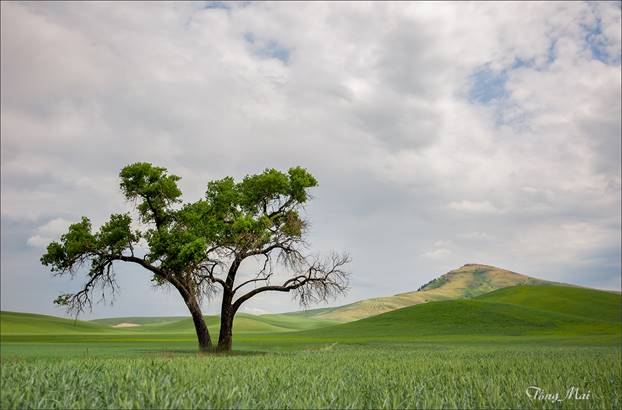 https://khungcuahep.com/wp-content/uploads/2023/06/TongMai-2023-Palouse-for-blog-3r.jpg